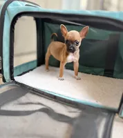 Reese, a male Chihuahua for sale in Houston, TX – 3 of 5