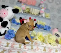 Adele, a female Chihuahua for sale in Houston, TX – Photo 6 of 7