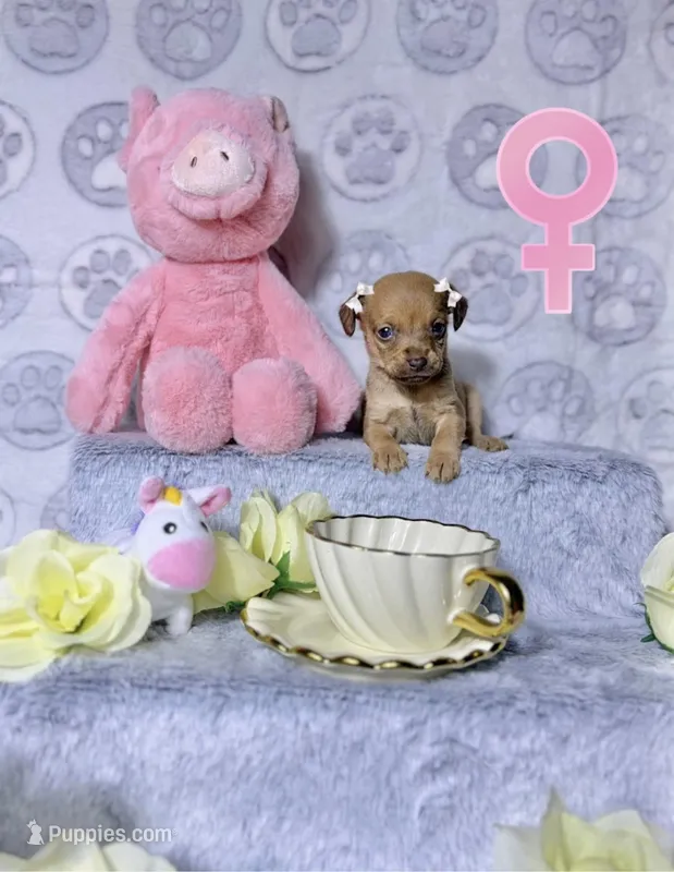 Adele – Chihuahua puppy for sale in Houston, TX