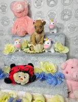 Adele, a female Chihuahua for sale in Houston, TX – Photo 2 of 7