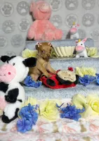 Adele, a female Chihuahua for sale in Houston, TX – Photo 3 of 7