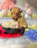 Adele, a female Chihuahua for sale in Houston, TX – Photo 5 of 7