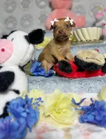 Adele, a female Chihuahua for sale in Houston, TX – Photo 4 of 7