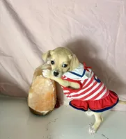 Layla, a female Chihuahua for sale in Houston, TX – 3 of 7