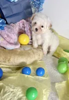 Aries, a male Maltipoo for sale in Houston, TX – 3 of 8