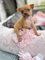 Tati, a female Chihuahua for sale in Houston, TX – 5 of 8