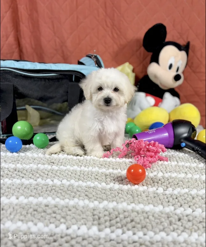 Ariel – Maltipoo puppy for sale in Houston, TX