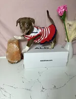 Bella, a female Chihuahua for sale in Houston, TX – 3 of 6