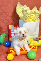 Rudy, a male Maltipoo for sale in Houston, TX – 3 of 5