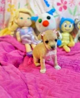 Lori, a female Chihuahua for sale in Houston, TX – 4 of 9