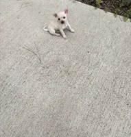 Charlie, a male Chihuahua for sale in Houston, TX – 5 of 8