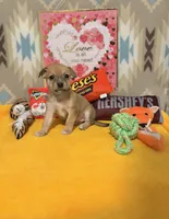 Daisy, a female Chihuahua for sale in Houston, TX – 6 of 6