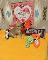 Daisy, a female Chihuahua for sale in Houston, TX – 3 of 6