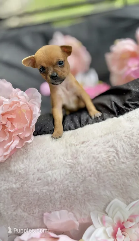 Tati – Chihuahua puppy for sale in Houston, TX