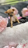 Tati, a female Chihuahua for sale in Houston, TX – 1 of 8