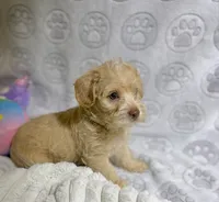 Belinda, a female Maltipoo for sale in Houston, TX – 4 of 10