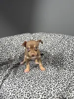 Hershey, a female Chihuahua for sale in Houston, TX – 2 of 4