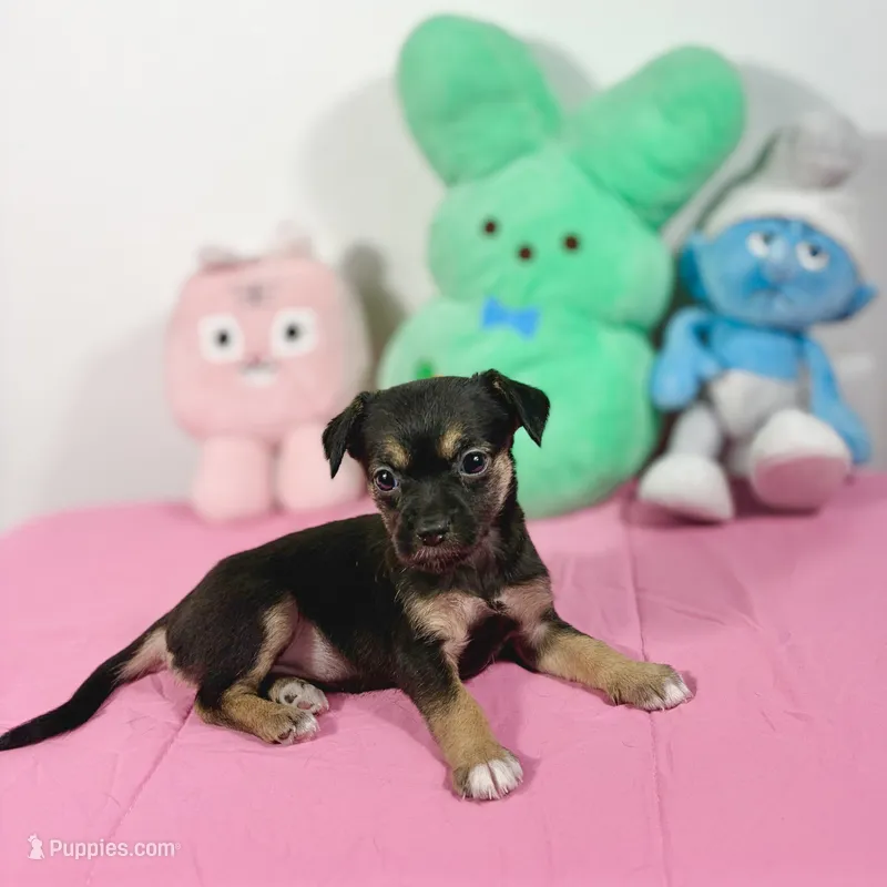 Luna – Chihuahua puppy for sale in Houston, TX