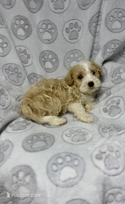 Ruben – Maltipoo puppy for sale in Houston, TX