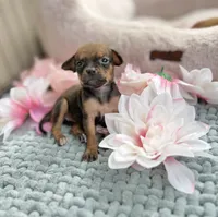 Trinity , a female Chihuahua for sale in Houston, TX – 3 of 7
