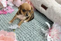 Tulip, a female Chihuahua for sale in Houston, TX – 4 of 6