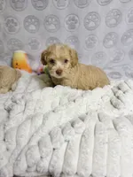Belinda, a female Maltipoo for sale in Houston, TX – 6 of 10