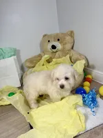 Milo, a male Poodle - Toy  for sale in Houston, TX – 4 of 9