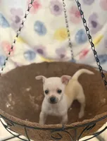 Charlie, a male Chihuahua for sale in Houston, TX – 5 of 7