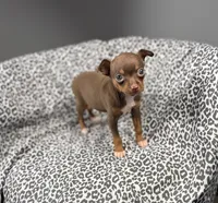 Molly, a female Chihuahua for sale in Houston, TX – 4 of 6