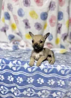 Little Comet, a male Chihuahua for sale in Houston, TX – 2 of 9