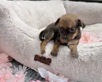 Trinity , a female Chihuahua for sale in Houston, TX – 5 of 7