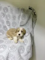 Ruben, a male Maltipoo for sale in Houston, TX – 4 of 10