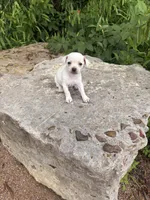 Polly, a female Chihuahua for sale in Houston, TX – 3 of 7