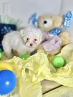Aries, a male Maltipoo for sale in Houston, TX – 2 of 8