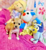 Lori, a female Chihuahua for sale in Houston, TX – 6 of 9