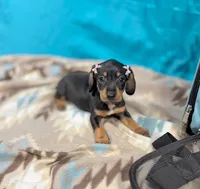 Nami, a female Miniature Dachshund for sale in Houston, TX – 5 of 7