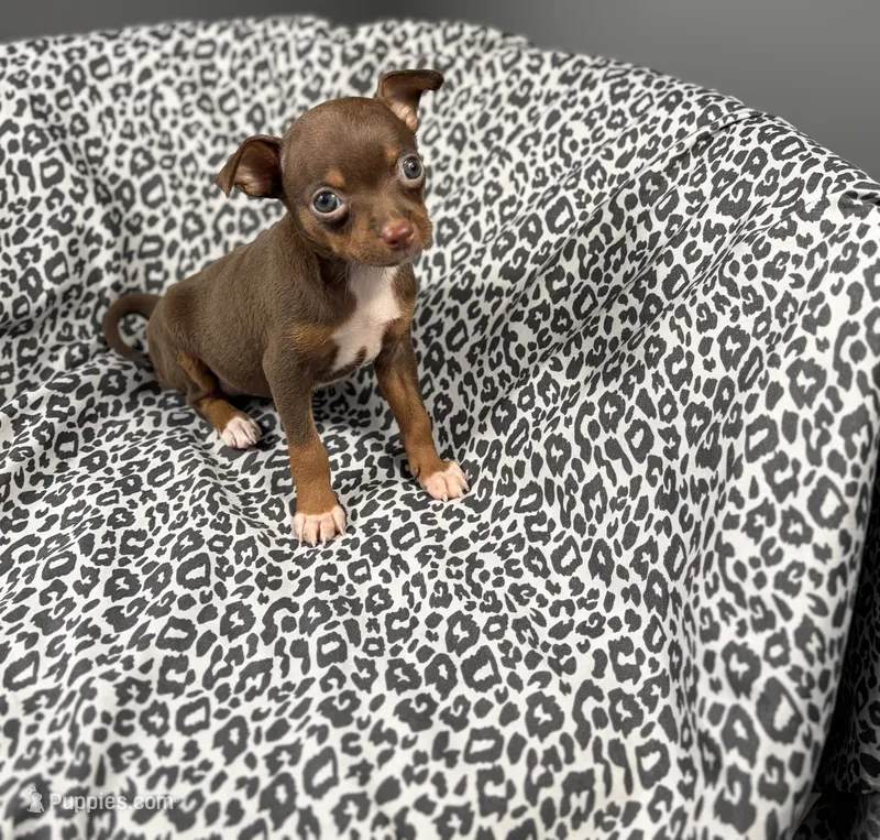 Molly – Chihuahua puppy for sale in Houston, TX