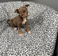 Molly, a female Chihuahua for sale in Houston, TX – 1 of 6