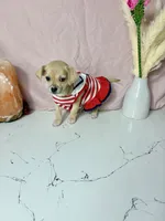 Layla, a female Chihuahua for sale in Houston, TX – 6 of 7