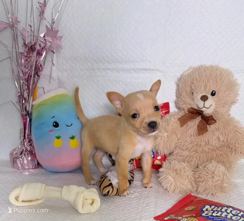 Amelia – Chihuahua puppy for sale in Houston, TX