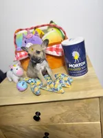 Little peanut , a male Chihuahua for sale in Houston, TX – 6 of 8
