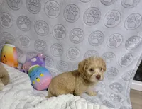 Belinda, a female Maltipoo for sale in Houston, TX – 8 of 10