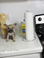 Jerry, a male Chihuahua for sale in Houston, TX – 2 of 5