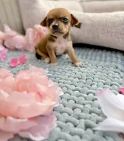 Tulip, a female Chihuahua for sale in Houston, TX – 5 of 6