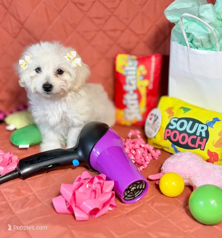 Ariel – Maltipoo puppy for sale in Houston, TX