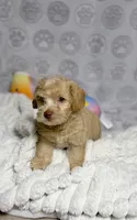 Belinda, a female Maltipoo for sale in Houston, TX – 5 of 10