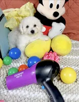 Ariel, a female Maltipoo for sale in Houston, TX – 6 of 7