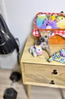 Little peanut , a male Chihuahua for sale in Houston, TX – 2 of 8