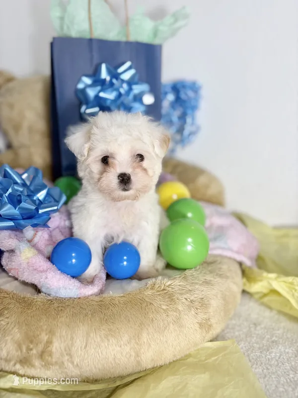 Mellow – Maltipoo puppy for sale in Houston, TX