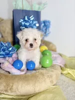 Mellow, a male Maltipoo for sale in Houston, TX – 1 of 9